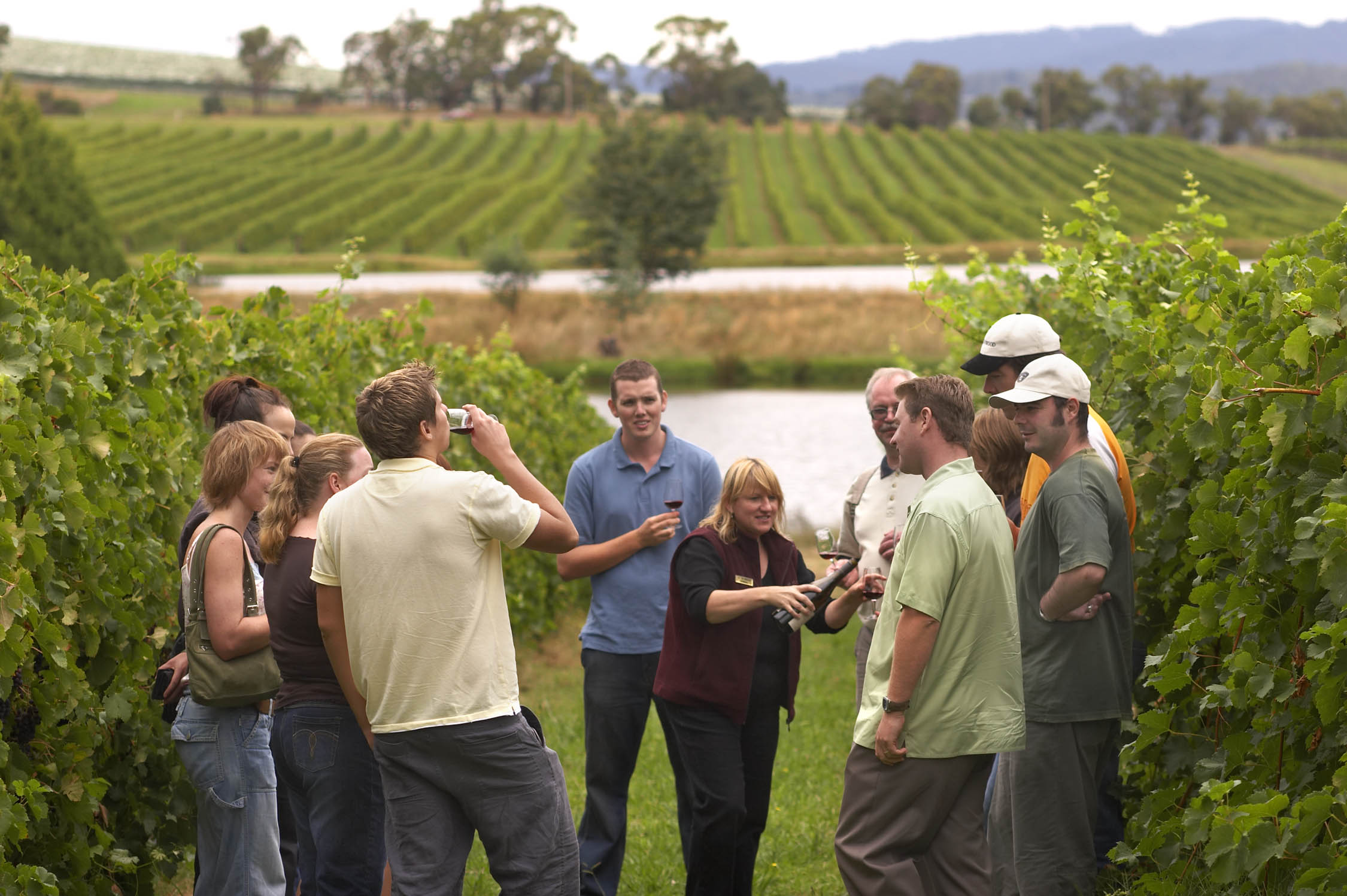 wine tastings